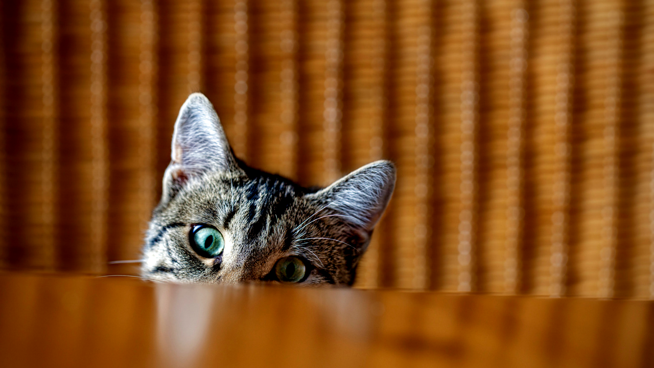 A curious cat expressed interest by peering up from below a table.