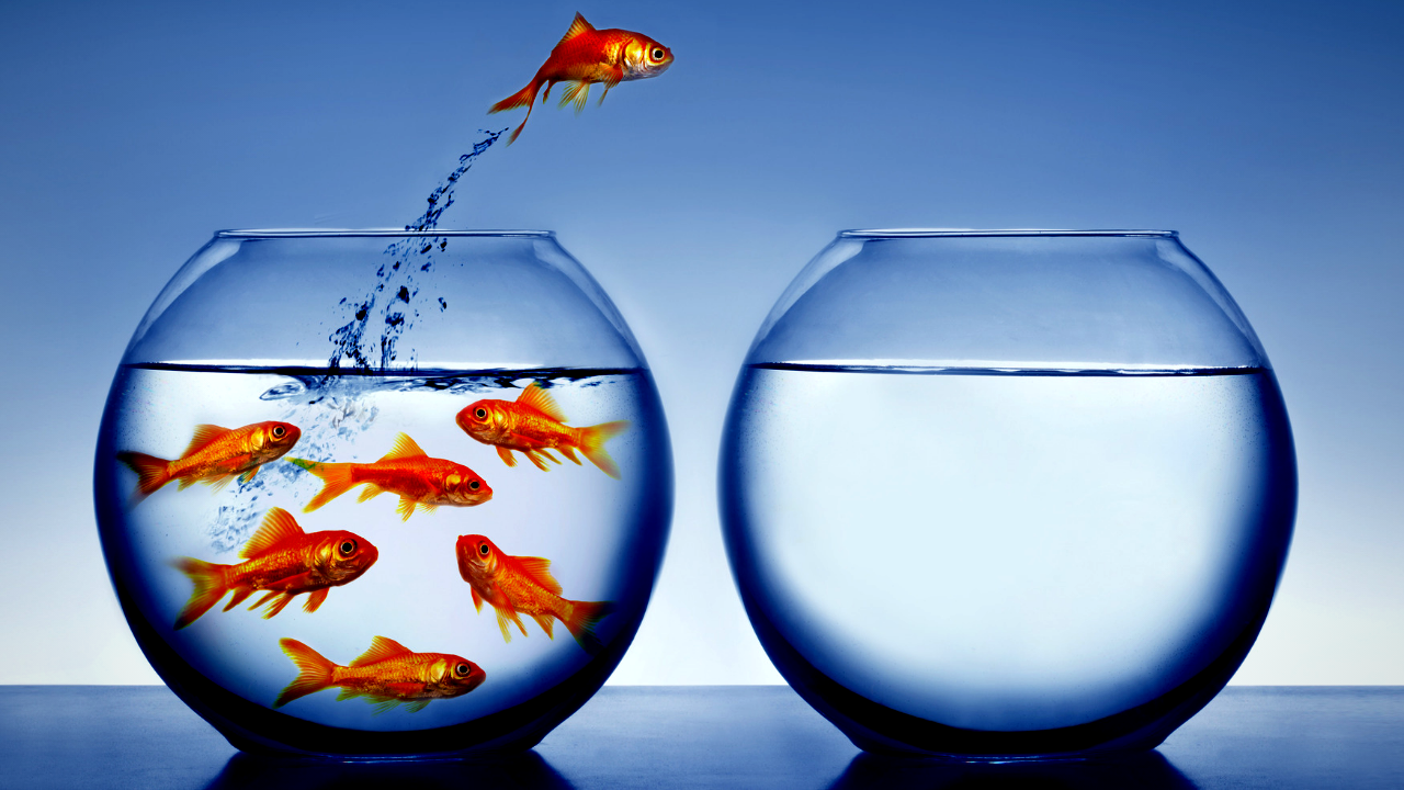A gold fish desires more room by jumping from a fish-filled bowl into a en empty fish bowl.