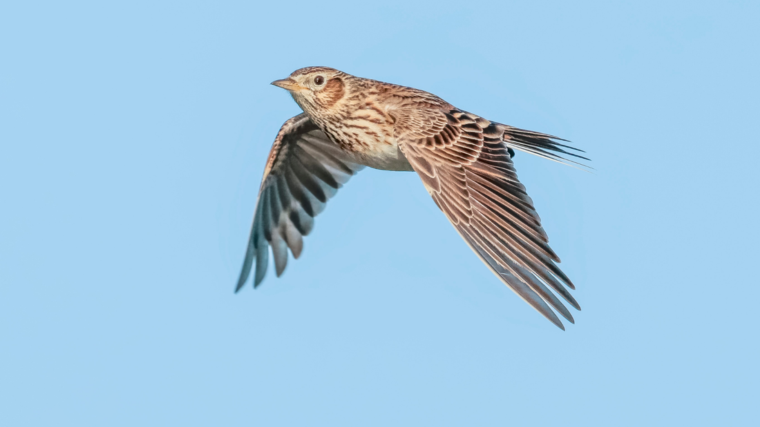 A lark in flight against a blue sky.