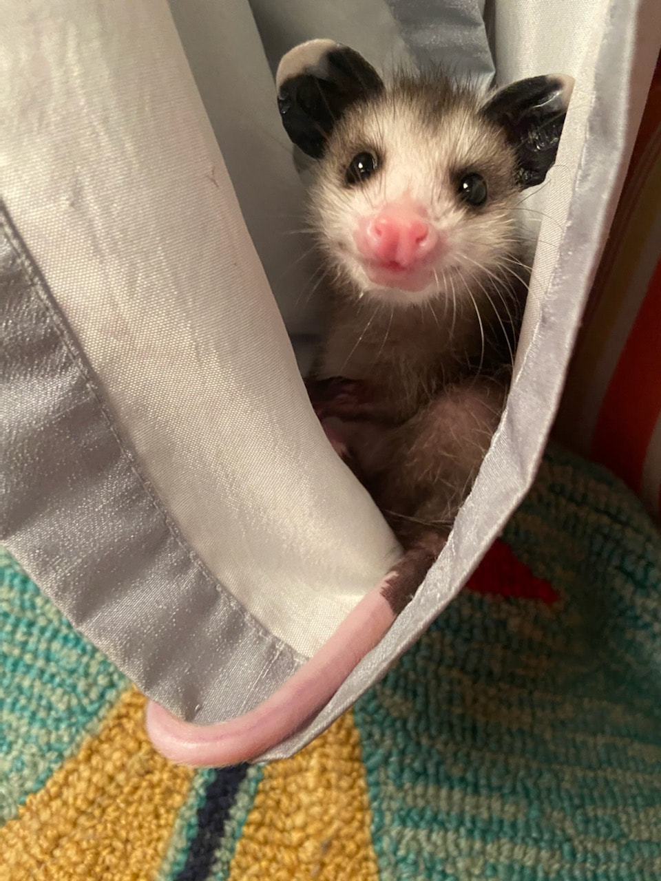 Pockets, the adorable tiny opossum, curled up in cuteness.
