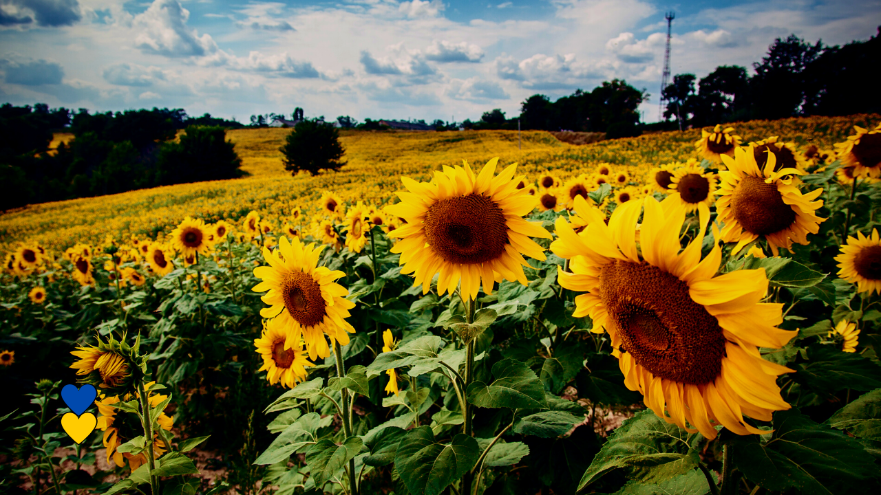 A field of sun flowers (with a yellow heart and blue heart in the lower left corner)