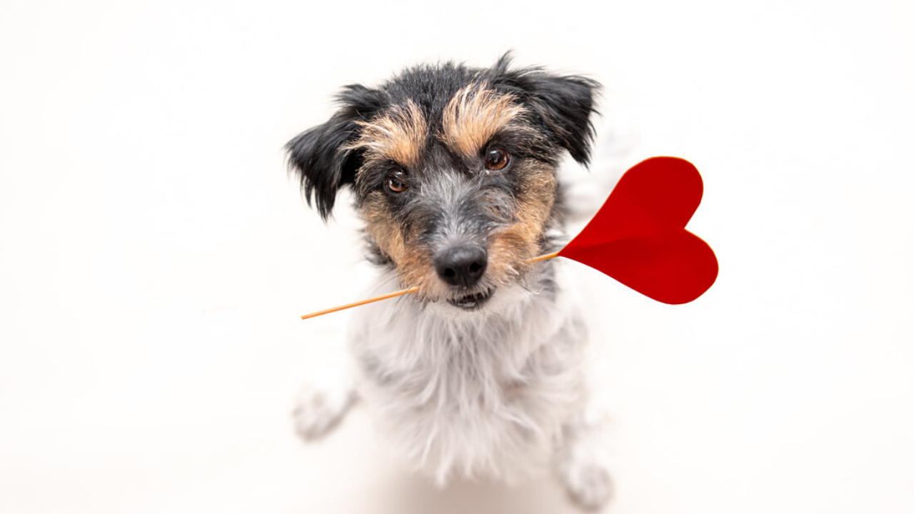 A dog holding a stick with a heart attached to it in it's mouth 