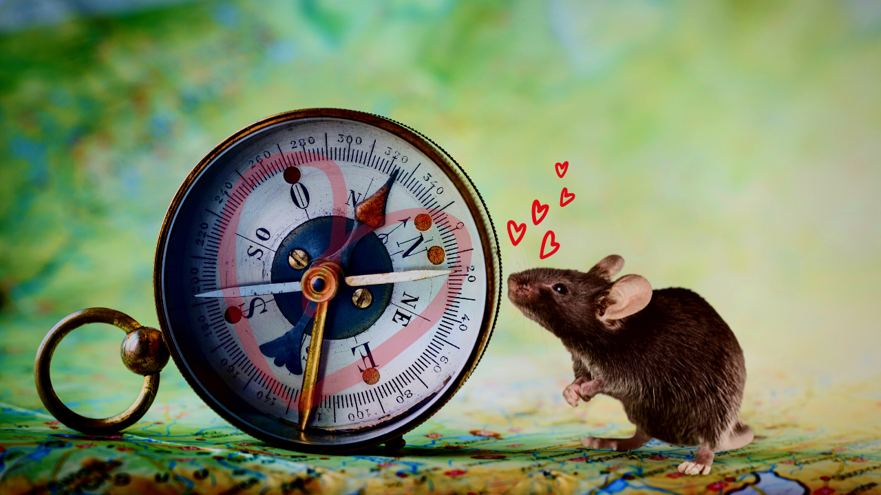A mouse investigates a compass with heart.