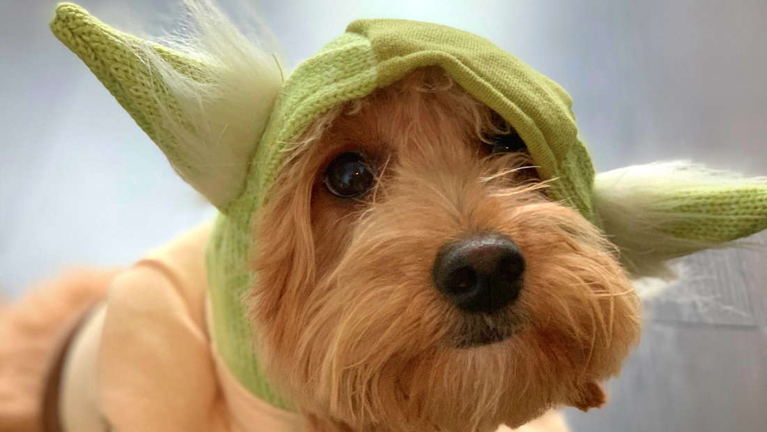 A dog dressed liked Yoda