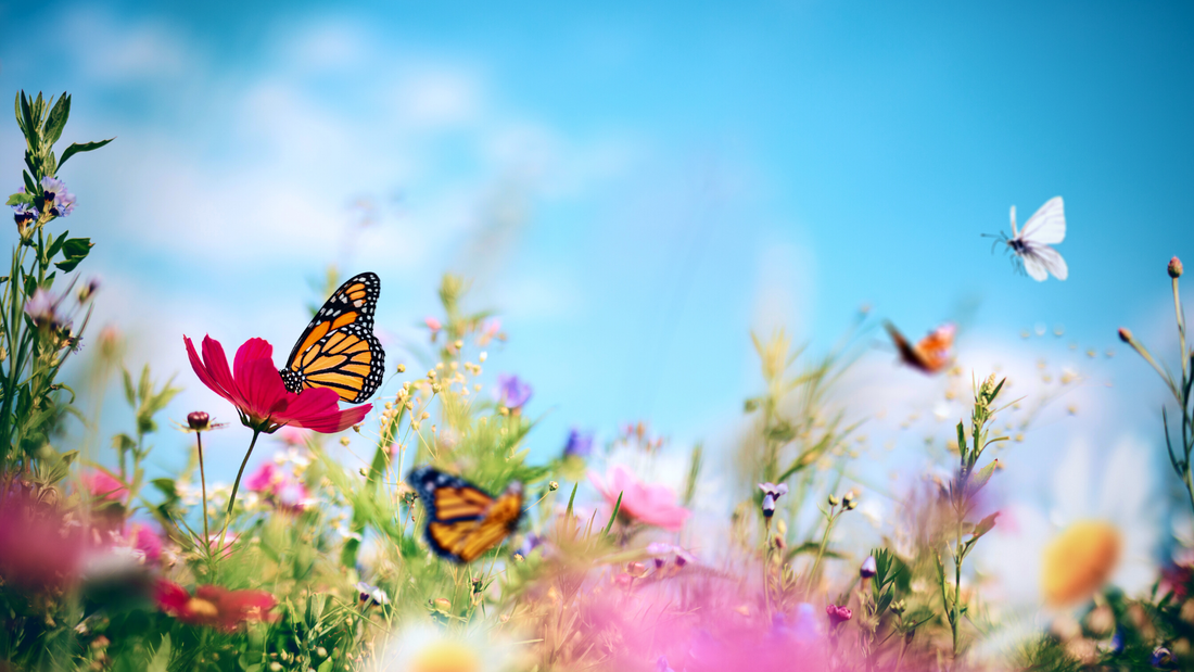 Butterflies, following their bliss.
