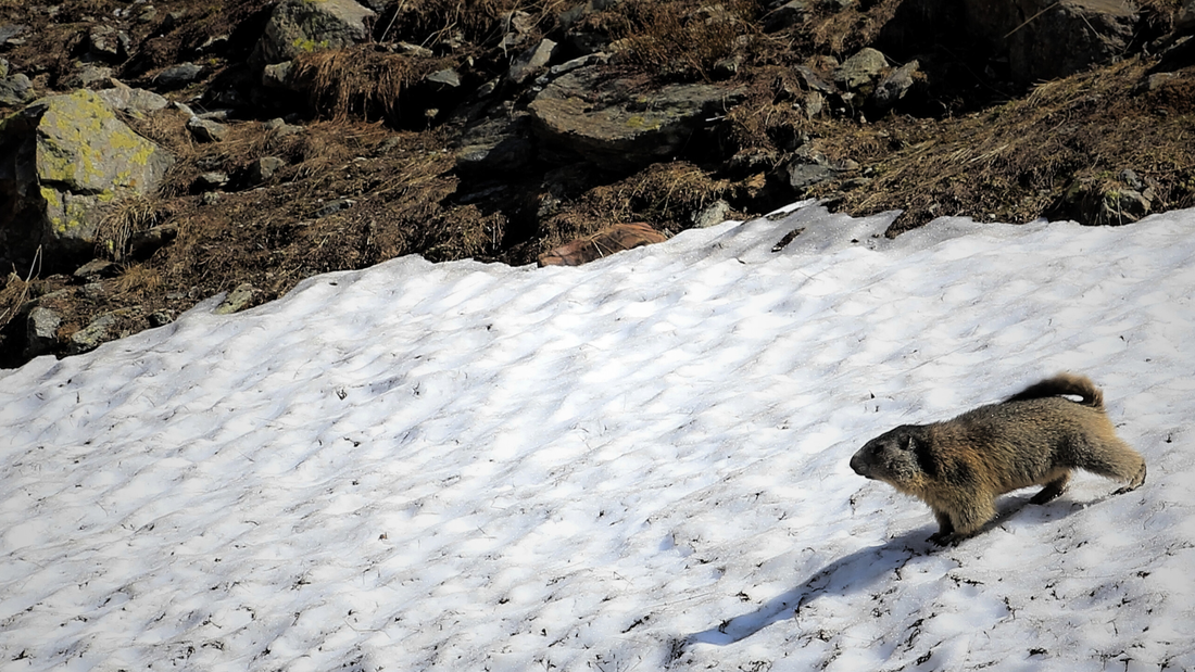 A groundhog stands on snow and sees its shadow.