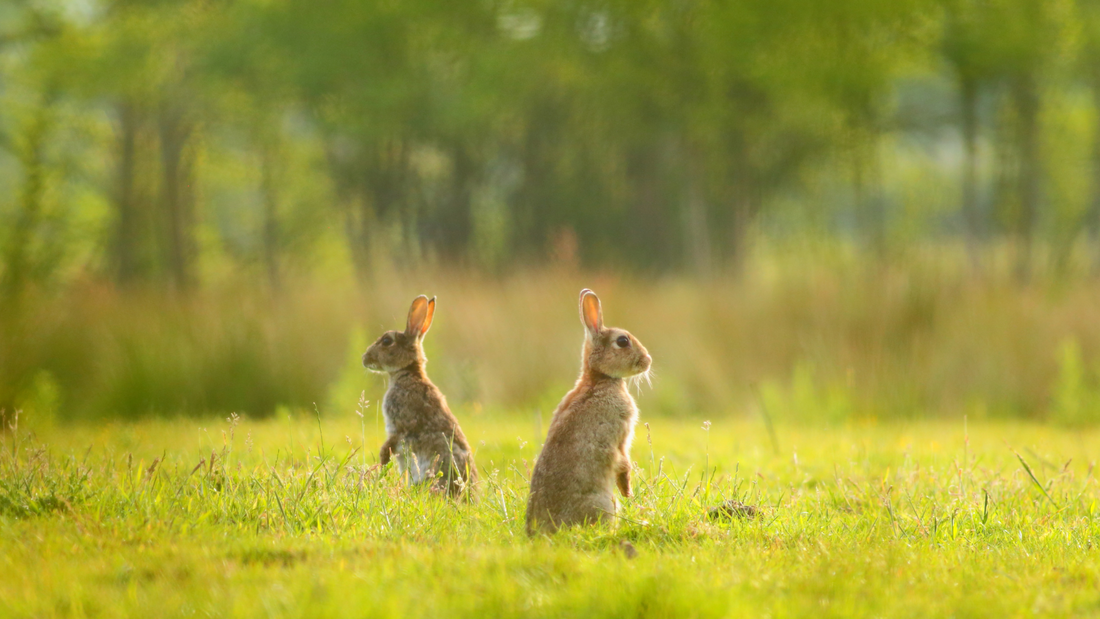 Two rabbits in a field.