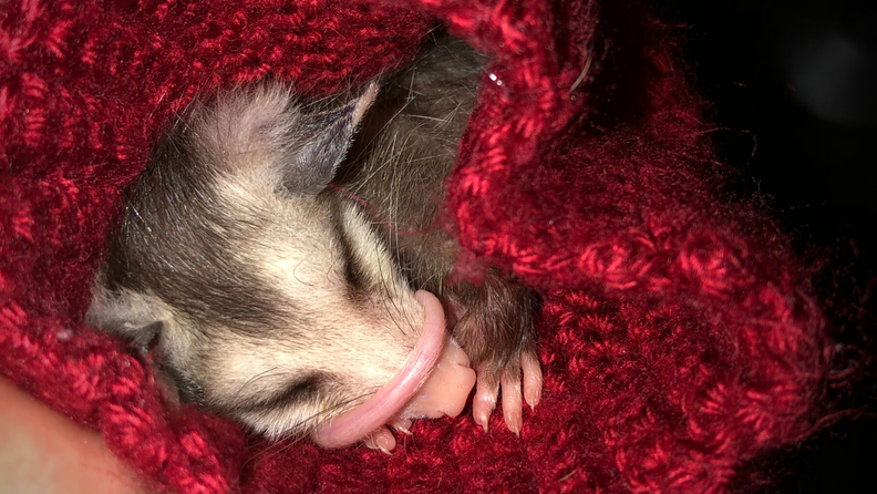 A baby opossum curled in in a buff.