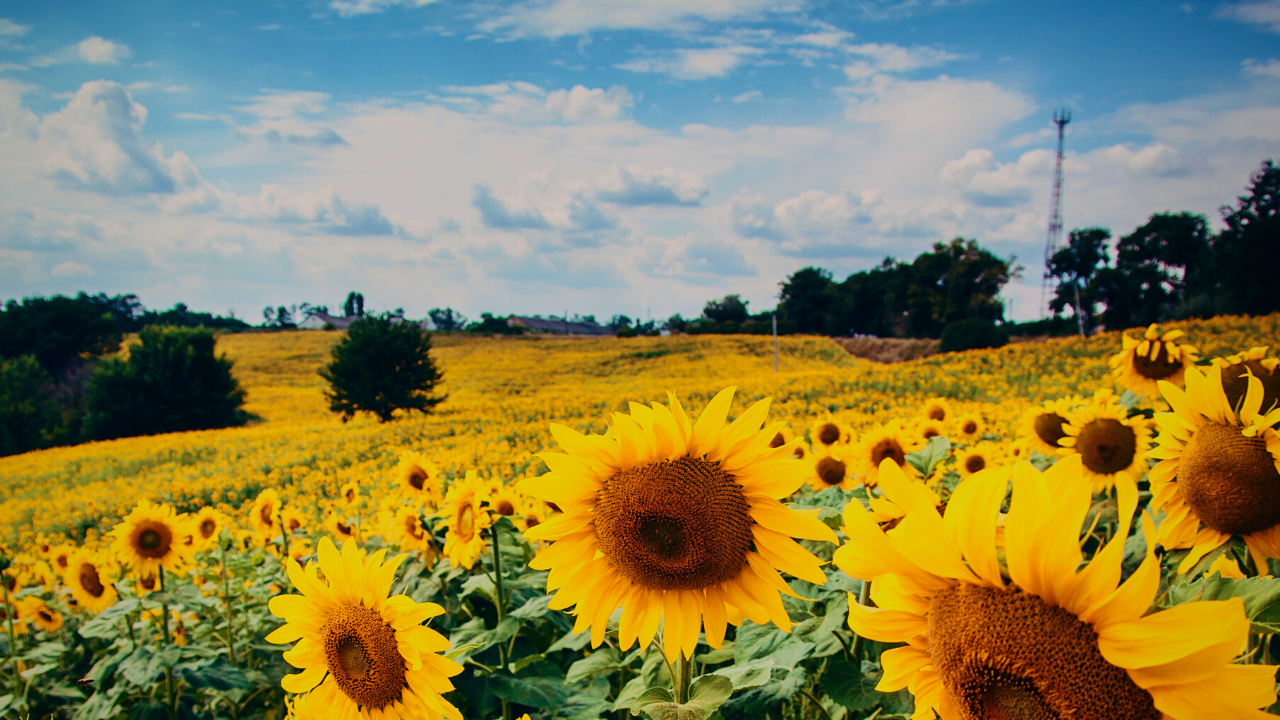 A Ukrainian field of sunflowers
